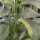 Dicke Bohne Extra precoce a grano violetto (Vicia faba) Samen