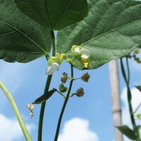 Limabohne / Mondbohne (Phaseolus lunatus) Samen