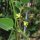 Limabohne / Mondbohne (Phaseolus lunatus) Samen