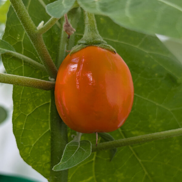 Äthiopische Eierfrucht Turkish Orange (Solanum aethiopicum) Samen
