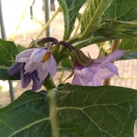Äthiopische Eierfrucht (Solanum aethiopicum) Samen