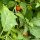 Äthiopische Eierfrucht (Solanum aethiopicum) Samen