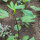 Roselle / Afrikanische Malve (Hibiscus sabdariffa) Samen