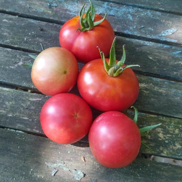 Tomate 'Berner Rose' (Solanum lycopersicum) Bio Saatgut