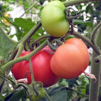 Tomate Berner Rose (Solanum lycopersicum) Bio Saatgut