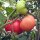 Tomate Berner Rose (Solanum lycopersicum) Bio Saatgut