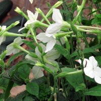 Waldtabak / Bergtabak (Nicotiana sylvestris) Samen