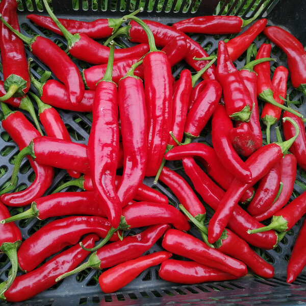 Chili Guajillo (Capsicum annuum) Samen