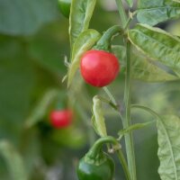 Chili Cascabel (Capsicum annuum) Samen