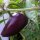 Chili Czech Black (Capsicum annuum) Samen