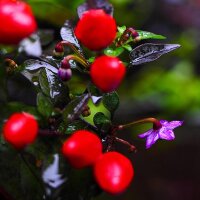 Chili Arizona (Capsicum annuum) Samen