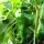 Chili Monkeyface (Capsicum annuum) Samen