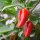 Baskischer Chili Gorria (Capsicum annuum) Samen