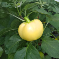 Weißer Chili White Fire (Capsicum annuum) Samen