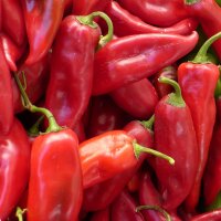 Spitzpaprika Großer Spanischer (Capsicum annuum) Samen