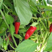 Bratpaprika Pimientos de Padrón (Capsicum annuum)...