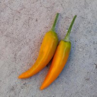 Chili Bulgarian Carrot (Capsicum annuum) Samen