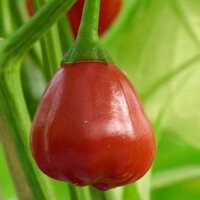 Birnen-Chili Speedball (Capsicum baccatum)