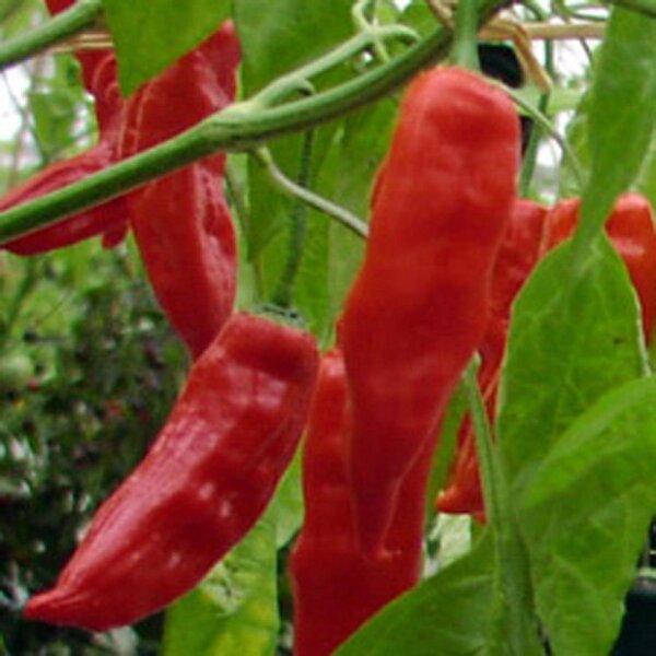 Salsa-Chili Aji Verde (Capsicum baccatum) Samen