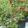 Chili Pimenta Barra Do Ribeiro (Capsicum baccatum) Samen