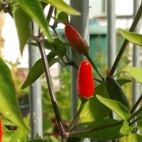 Wildchili Chacoense (Capsicum chacoense) Samen