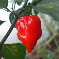 Extrem scharfer Habanero Chili Red Savina (Capsicum...