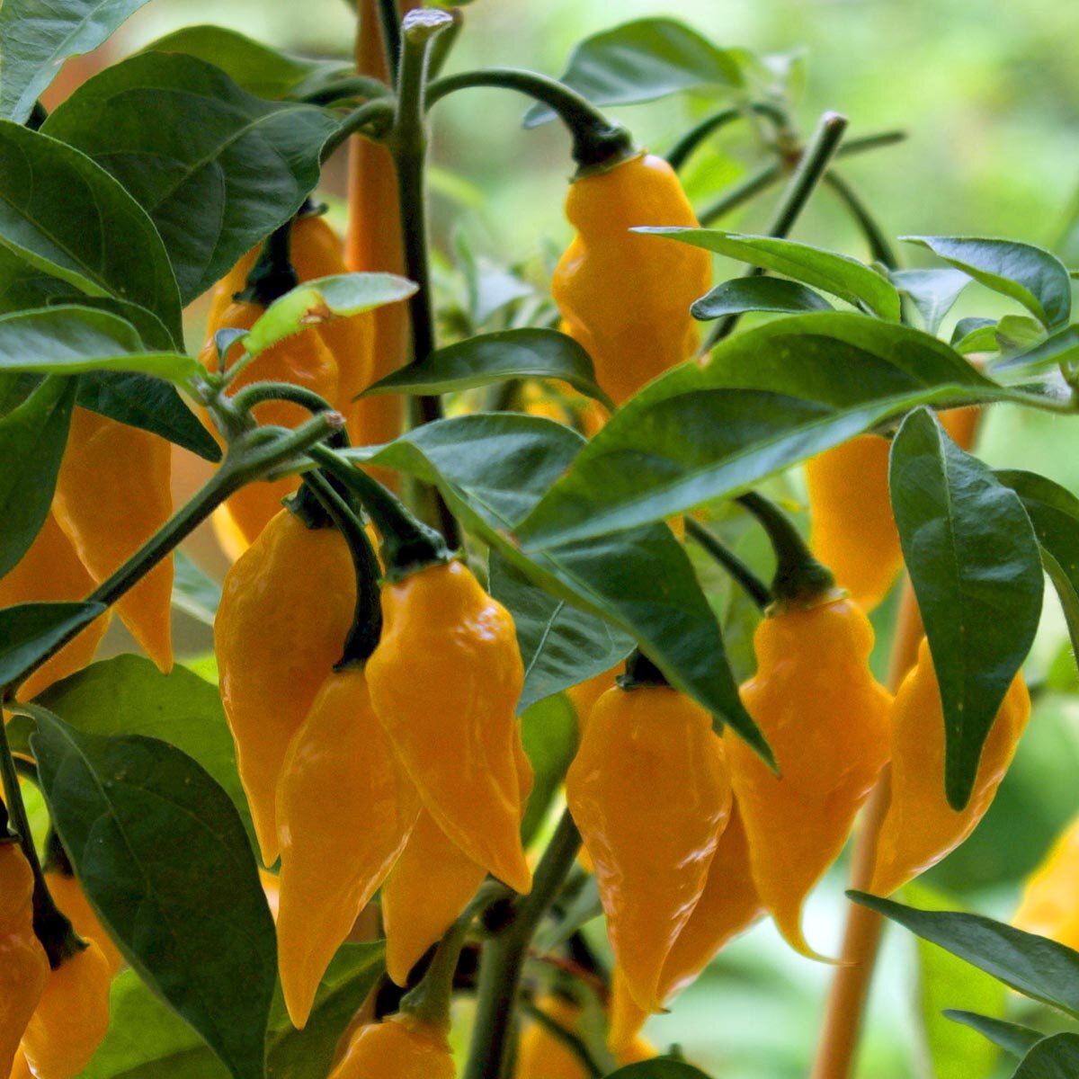 Comprar semillas de chiles picantes