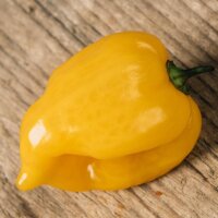 Chili Habanero Hot Lemon (Capsicum chinense) Samen