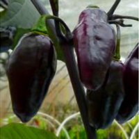 Violette Chili Pimenta Da Neyde (Capsicum chinense x...