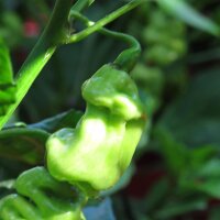 Surinam-Chili Madame Jeanette (Capsicum chinense) Samen