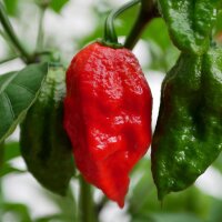 Extrem scharfer Chili 7 Pot (Capsicum chinense) Samen