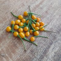 Wildchili Pingo De Ouro (Capsicum chinense) Samen
