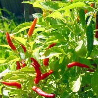 Chilistrauch Malagueta (Capsicum frutescens) Samen