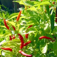 Chilistrauch Malagueta (Capsicum frutescens) Samen