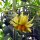 Fleischtomate Persimmon (Solanum lycopersicum) Samen