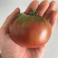 Kräftige Fleischtomate Carbon (Solanum lycopersicum)...