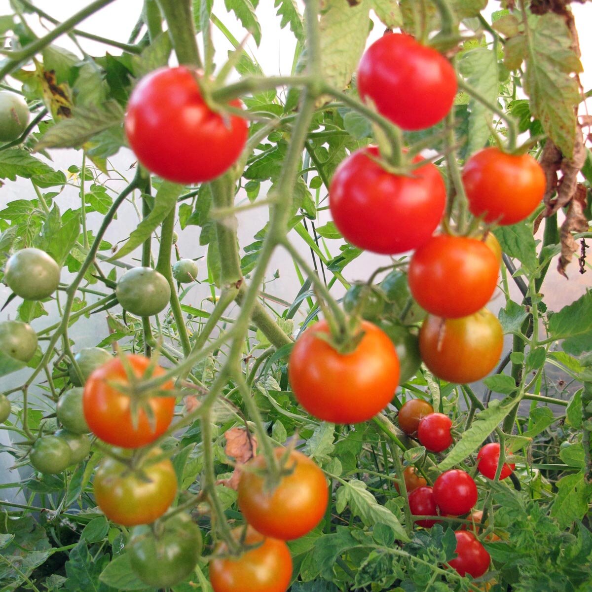 Welche Tomate passt zu mir finde die richtige Tomatensorte für deine