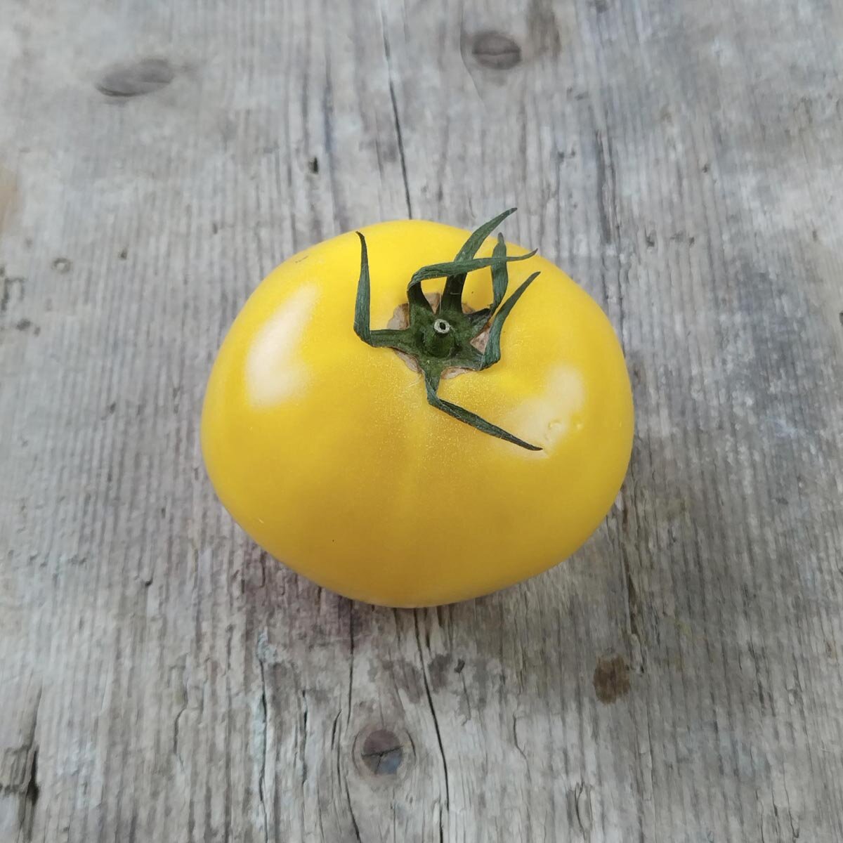Tomaat 'Andeshoorn' (Solanum lycopersicum) zaden