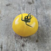 Tomate Sorbet De Citron (Solanum lycopersicum)