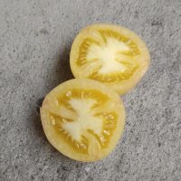 Pfirsich-Tomate Wapsipinicon Peach (Solanum lycopersicum)...