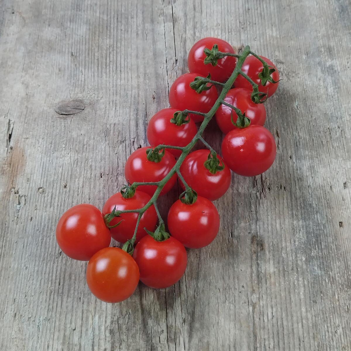50+ Beste Tomatensorte Für Kübel, Diese samenfeste sorte überzeugt