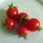 Italienische Kirschtomate Ciliegia (solanum lycopersicum) Samen