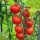 Kirschtomate Gardeners Delight (Solanum lycopersicum) Samen