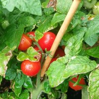 Griechische Balkontomate (Solanum lycopersicum) Samen