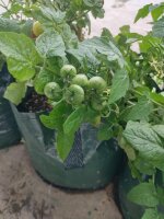 Griechische Balkontomate (Solanum lycopersicum) Samen