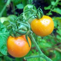 Gelbe Cocktailtomate Mirabelle (Solanum lycopersicum) Samen