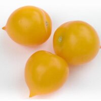 Ampeltomate Pendulina Yellow (Solanum lycopersicum) Samen