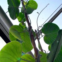 Hawaiianische Baby-Holzrose (Argyreia nervosa var. nervosa) Samen