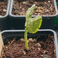Hawaiianische Baby-Holzrose (Argyreia nervosa var. nervosa) Samen