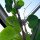 Hawaiianische Baby-Holzrose (Argyreia nervosa) Samen